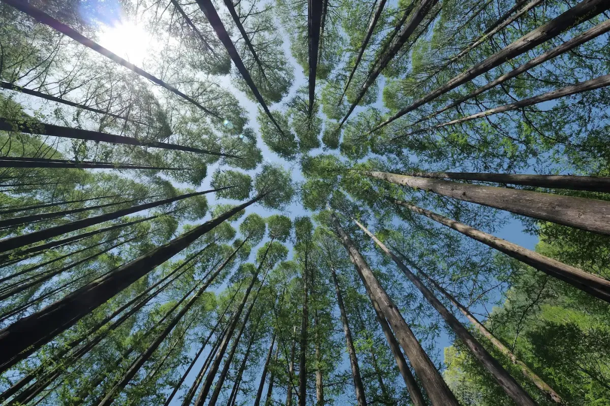 Forêt scierie Doutrelant Bois